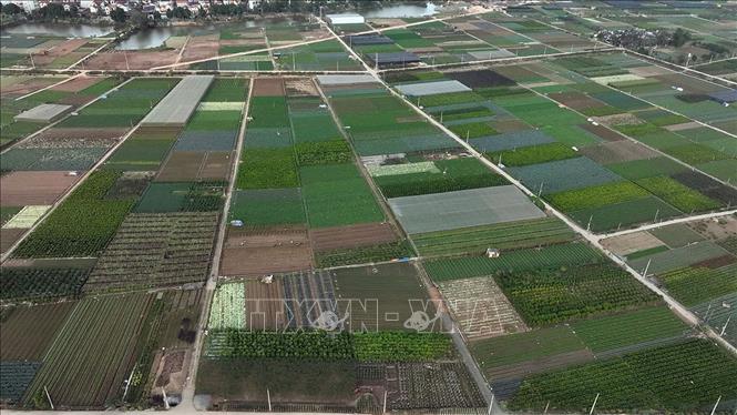 Vùng sản xuất rau an toàn Văn Đức, xã Bát Tràng, thành phố Hà Nội, có diện tích hơn 200ha chuyên canh sản xuất các loại rau, củ, quả phục vụ thị trường Hà Nội. Ảnh: Vũ Sinh - TTXVN