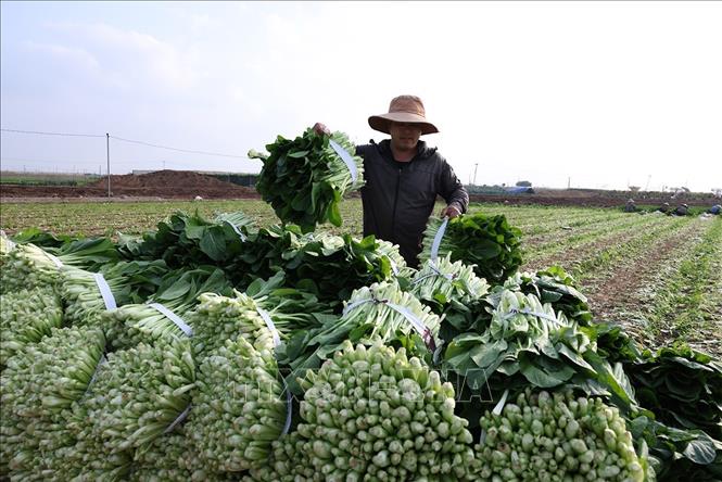 Thu hoạch rau ăn lá phục vụ thị trường ở hộ dân Nguyễn Thị thu, hộ thành viên sản xuất của HTX Sản xuất kinh doanh dịch vụ nông nghiệp Văn Đức, xã Bát Tràng, thành phố Hà Nội. Ảnh: Vũ Sinh - TTXVN