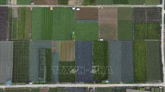 Vùng sản xuất rau an toàn Văn Đức, xã Bát Tràng, thành phố Hà Nội, có diện tích hơn 200ha chuyên canh sản xuất các loại rau, củ, quả phục vụ thị trường Hà Nội. Ảnh: Vũ Sinh - TTXVN