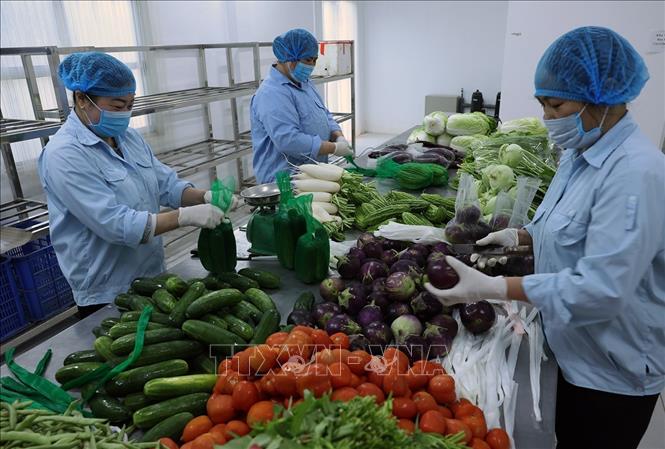 Sơ chế, đóng gói sản phẩm rau, củ, quả phục vụ thị trường ở HTX Sản xuất kinh doanh dịch vụ nông nghiệp Văn Đức, xã Bát Tràng, thành phố Hà Nội. Ảnh: Vũ Sinh - TTXVN