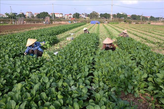 Thu hoạch rau ăn lá phục vụ thị trường ở hộ dân Nguyễn Thị thu, hộ thành viên sản xuất của HTX Sản xuất kinh doanh dịch vụ nông nghiệp Văn Đức, xã Bát Tràng, thành phố Hà Nội. Ảnh: Vũ Sinh - TTXVN