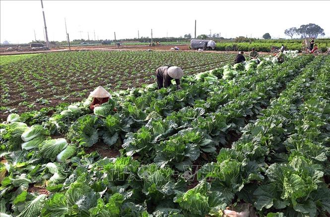 Thu hoạch rau phục vụ thị trường ở hộ dân Nguyễn Văn Hùng, hộ thành viên sản xuất của HTX Sản xuất kinh doanh dịch vụ nông nghiệp Văn Đức, xã Bát Tràng, thành phố Hà Nội. Ảnh: Vũ Sinh - TTXVN