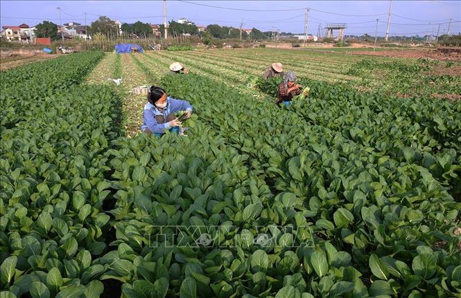 Thu hoạch rau ăn lá phục vụ thị trường ở hộ dân Nguyễn Thị thu, hộ thành viên sản xuất của HTX Sản xuất kinh doanh dịch vụ nông nghiệp Văn Đức, xã Bát Tràng, thành phố Hà Nội. Ảnh: Vũ Sinh - TTXVN