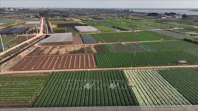 Vùng sản xuất rau an toàn Văn Đức, xã Bát Tràng, thành phố Hà Nội, có diện tích hơn 200ha chuyên canh sản xuất các loại rau, củ, quả phục vụ thị trường Hà Nội. Ảnh: Vũ Sinh - TTXVN