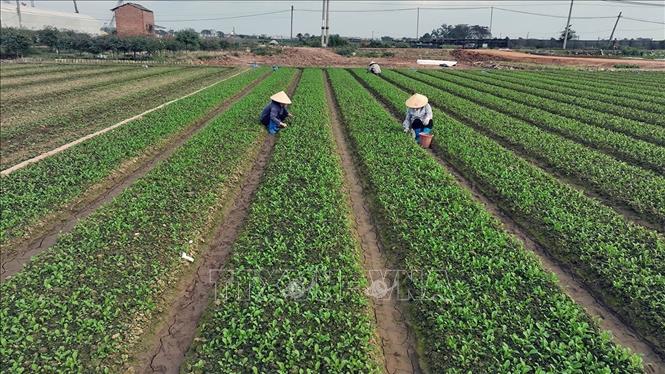 Sản xuất rau xanh phục vụ thị trường ở hộ dân Lưu Thị Hợp, hộ thành viên của HTX Sản xuất kinh doanh dịch vụ nông nghiệp Văn Đức, xã Bát Tràng, thành phố Hà Nội. Ảnh: Vũ Sinh - TTXVN