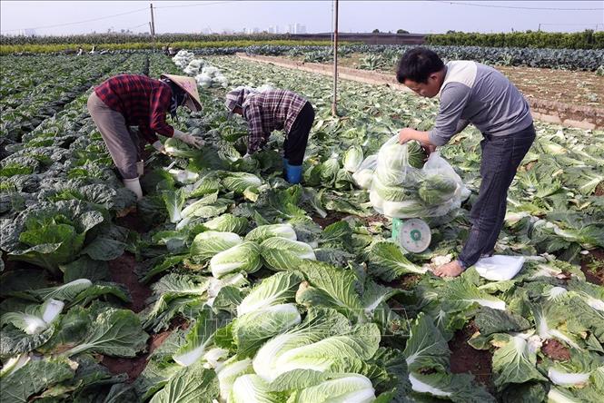 Thu hoạch rau phục vụ thị trường ở hộ dân Nguyễn Văn Hùng, hộ thành viên sản xuất của HTX Sản xuất kinh doanh dịch vụ nông nghiệp Văn Đức, xã Bát Tràng, thành phố Hà Nội. Ảnh: Vũ Sinh - TTXVN