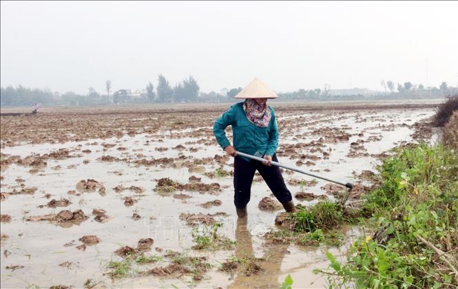 Nông dân xuống đồng làm cỏ bờ chuẩn bị cấy lúa. Ảnh: Nguyễn Chinh - TTXVN