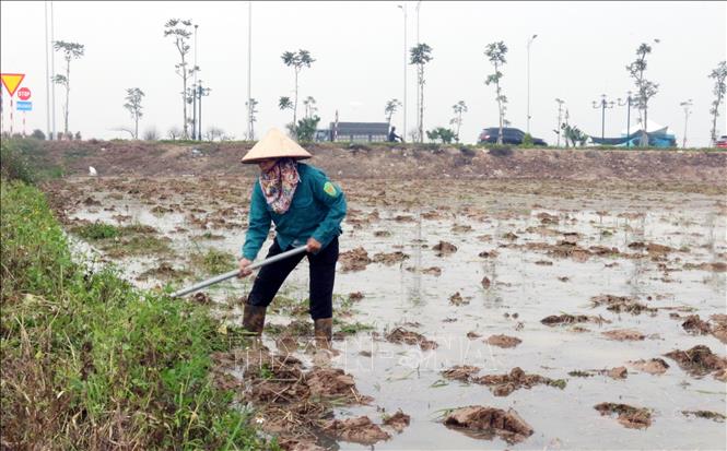 Vụ Đông Xuân 2025-2026, tỉnh Ninh Bình có kế hoạch gieo cấy hơn 134.500 ha lúa. Ảnh: Nguyễn Chinh - TTXVN