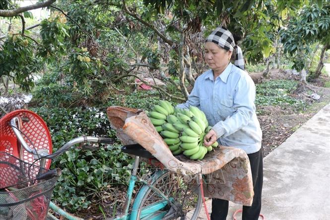 Bà Đỗ Thị Tuyết, một thương lái có nhiều năm mua chuối Thanh Hà để bán ở thị trường Quảng Ninh, cho biết năm nay dự đoán giá chuối Tết cao hơn mọi năm. Ảnh: Mạnh Minh -TTXVN
