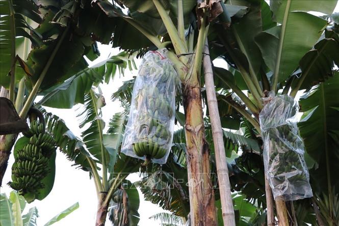 Nông dân bọc kín để buồng chuối tránh bị sương muối, sâu bệnh. Ảnh: Mạnh Minh - TTXVN