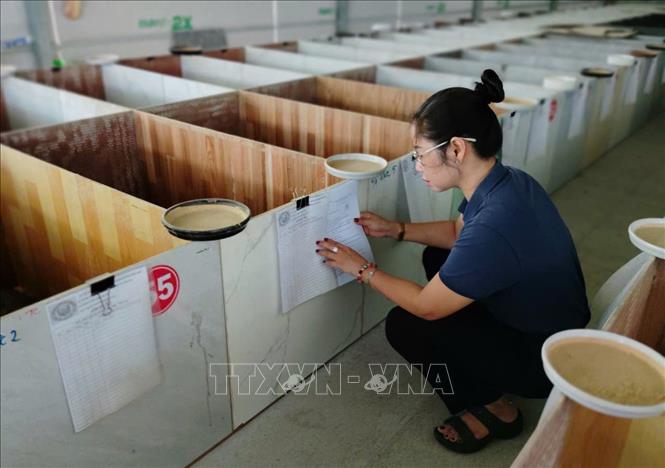 Các cá thể dúi tại trại dúi Nguyễn Linh (ấp 10, xã Xuân Đông, tỉnh Đồng Nai) có đầy đủ hồ sơ pháp lý chứng minh nguồn gốc con giống. Ảnh: Lê Xuân - TTXVN