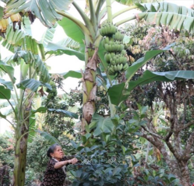 Gia đình bà Đặng Thị Xanh, thôn Xuân An, xã Thanh Hà có hơn 20 năm trồng chuối. Vườn chuối Tết hơn 5 sào của gia đình bà Xanh đến nay đã có khoảng 80% số buồng được thương lái đặt cọc. Ảnh: Mạnh Minh - TTXVN