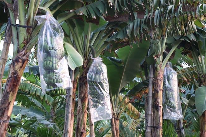 Vùng trồng chuối ở xã Thanh Hà có 150ha trong đó có 30ha chuối bán dịp Tết. Ảnh: Mạnh Minh - TTXVN