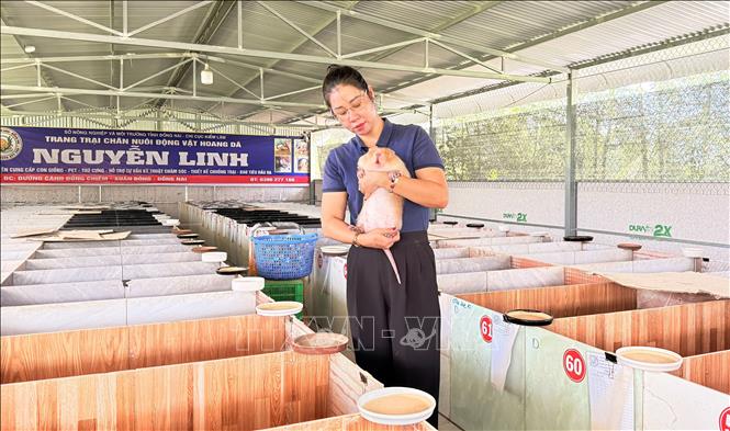 Một cá thể dúi có thể đạt trọng lượng khoảng 6 kg. Ảnh: Lê Xuân - TTXVN