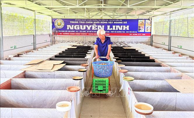 Trung bình mỗi ngày dúi chỉ cần cho ăn 2 lần, mỗi lần 1 khúc mía hoặc tre. Ảnh: Lê Xuân - TTXVN