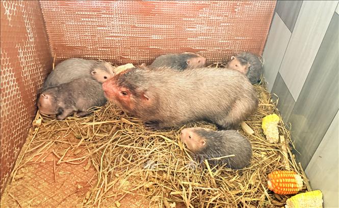 Các cá thể dúi con sau sinh chuẩn bị được tách đàn và bán con giống. Ảnh: Lê Xuân - TTXVN