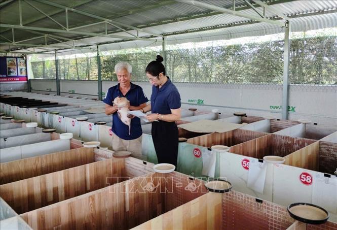 Khu vực chuồng trại của Trại dúi Nguyễn Linh (ấp 10, xã Xuân Đông, tỉnh Đồng Nai) được xây dựng thành những ô riêng biệt, ghi lại cụ thể việc tăng, giảm đàn. Ảnh: Lê Xuân - TTXVN