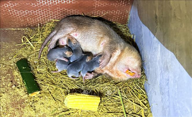 Một cá thể dúi mẹ mới sinh với 5 con non. Ảnh: Lê Xuân - TTXVN