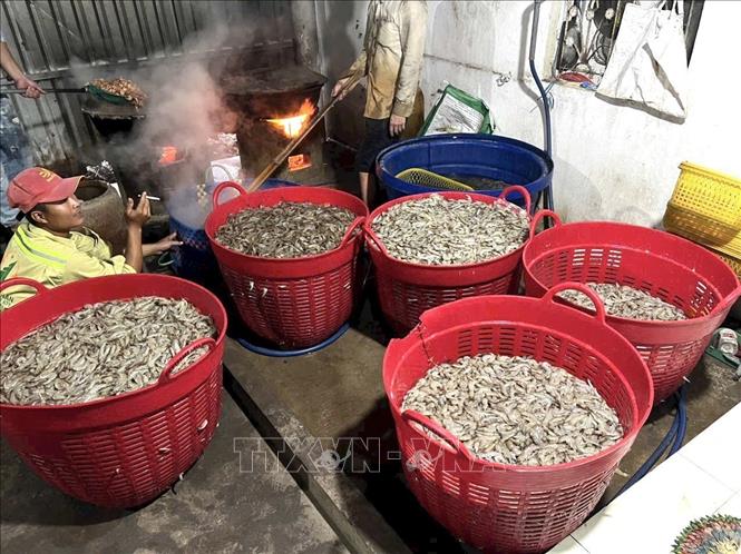 Hợp tác xã dịch vụ nông nghiệp Thanh Thanh tạo việc làm ổn định cho lao động địa phương. Ảnh: TTXVN phát 