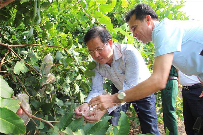 Ông Trần Văn Huyến, Phó Bí thư Thành ủy (trái) tham quan vườn mận ST. Ảnh: Nguyễn Hằng - TTXVN