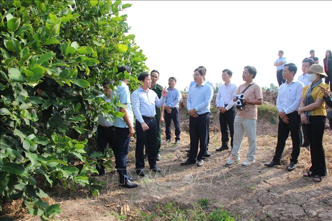 Các đại biểu tham quan vườn mận và quy trình trồng mận hữu cơ. Ảnh: Nguyễn Hằng - TTXVN