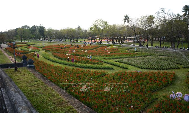 Hơn 50.000 chậu hoa, xếp thành đóa hoa sen khổng lồ được đặt tại khu vực sân Hàm Nghi – cổng Thượng Tứ (phường Phú Xuân). Ảnh: Văn Dũng-TTXVN