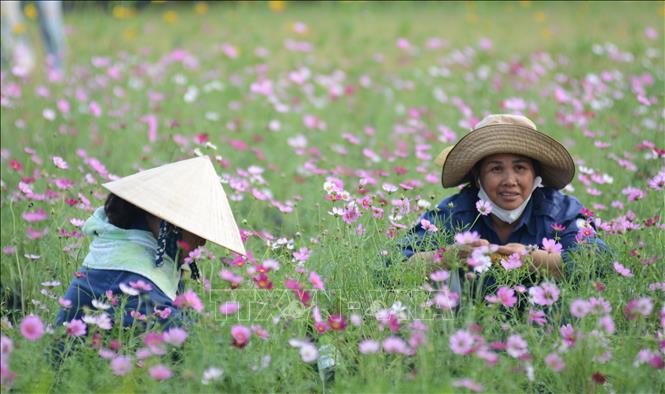 Công nhân chăm sóc cho vườn hoa Xuân.  Ảnh: Văn Dũng-TTXVN