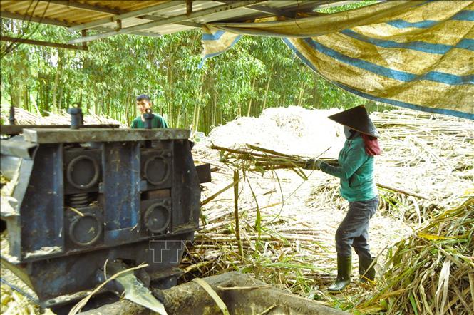 Để vận hành nấu mật mía, đảm bảo các công đoạn diễn ra nhịp nhàng thì một lò cần khoảng 3 đến 4 lao động. Công đoạn ép mía cây tươi lấy mật đòi hỏi người phải luôn tay để tạo nguồn nguyên liệu cho các lò nấu. Ảnh: Xuân Tiến - TTXVN 