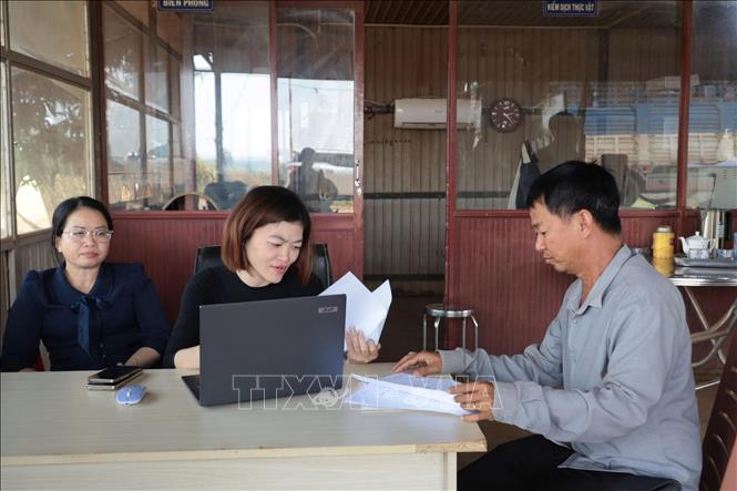 Các doanh nghiệp thường trực tại cửa khẩu để chờ làm thủ tục thông quan củ sắn tươi. Ảnh: Thanh Tân - TTXVN