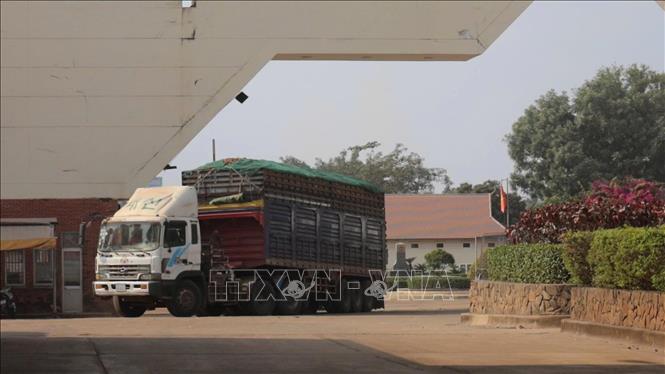 Chiều ngày 31/01/2026, những đoàn xe chở nông sản đầu tiên đã chính thức được thông quan sau 3 ngày chờ đợi. Ảnh: Thanh Tân - TTXVN