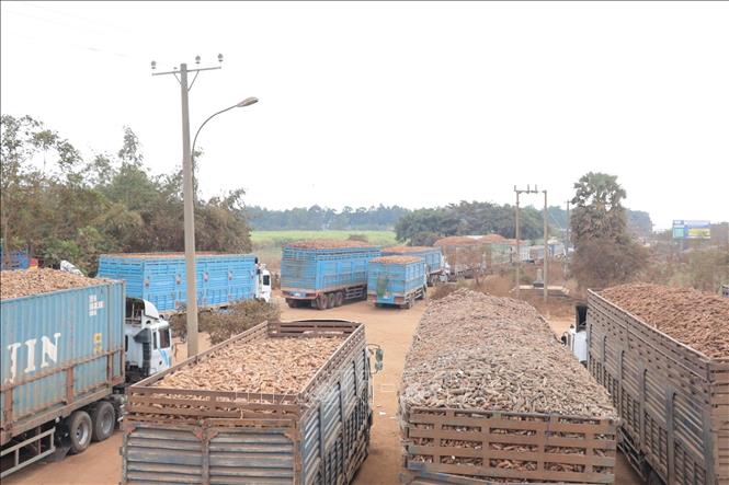 Hàng trăm xe chở sắn tươi ùn ứ tại Cửa khẩu Chàng Riệc. Ảnh: Thanh Tân - TTXVN