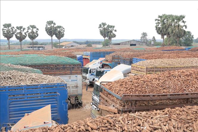 Hàng trăm xe chở sắn tươi ùn ứ tại Cửa khẩu Chàng Riệc. Ảnh: Thanh Tân - TTXVN