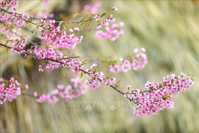 The beauty of cherry apricot blossoms in full bloom in Mung village, Cao Phong commune. Photo: Trong Dat – VNA