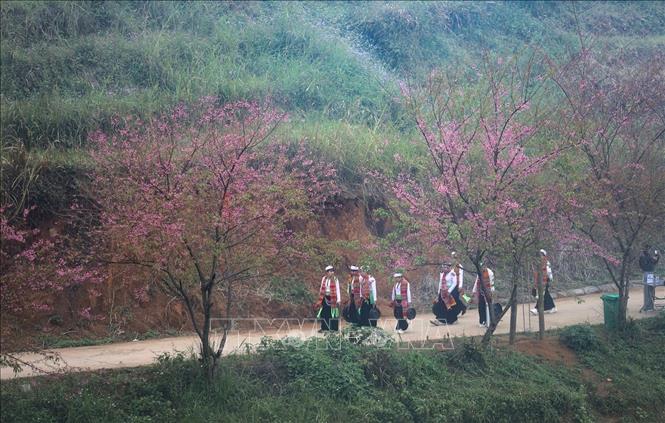 The pink hues of cherry apricot blossoms combined with the cultural elements of traditional Muong costumes create distinctive highlights for tourism in Mung village. Photo: Trong Dat – VNA