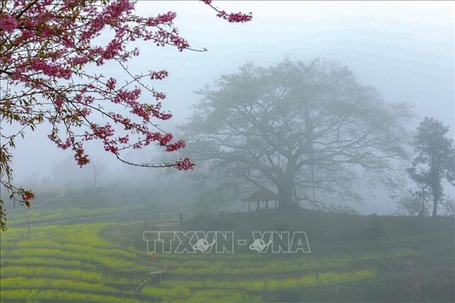 Hundreds of trees bloom simultaneously, covering the hillsides in pink, while roads and terraced fields are accented with misty yellow mustard flowers. Photo: Trong Dat – VNA