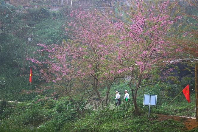 Cherry apricot blossoms bloom brilliantly beside the rooftops of homes in Mung village. Photo: Trong Dat – VNA