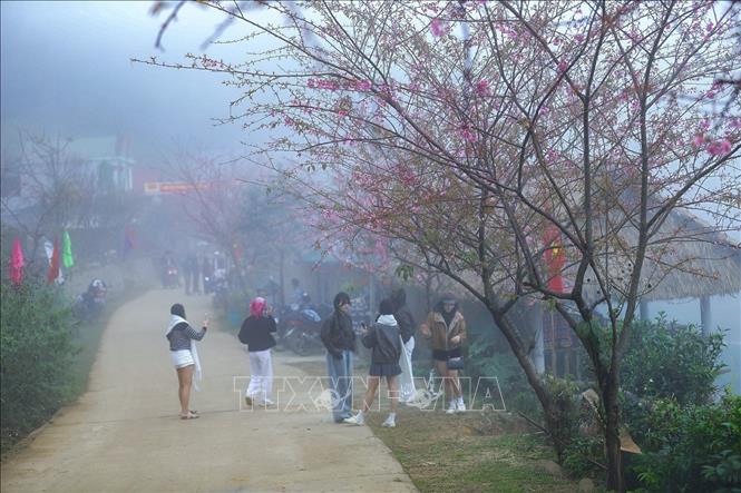 Large numbers of visitors flock to Mung village to take photos of the cherry apricot blossoms. Photo: Trong Dat – VNA