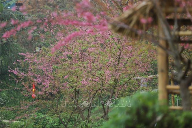 The beauty of cherry apricot blossoms in full bloom in Mung village, Cao Phong commune. Photo: Trong Dat – VNA