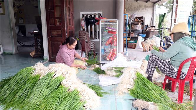 Người dân xử lý củ kiệu sau thu hoạch trước khi bán cho thương lái. Ảnh: Đỗ Trưởng – TTXVN

