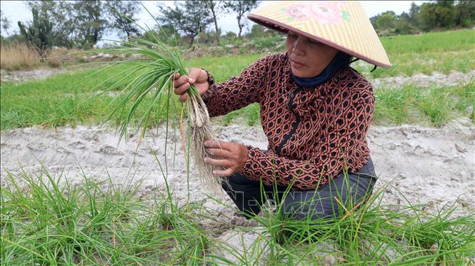 Nhiều ruộng trồng củ kiệu của người dân xã Thăng Trường vẫn chưa thu hoạch vì giá thu mua liên tục hạ. Ảnh: Đỗ Trưởng – TTXVN