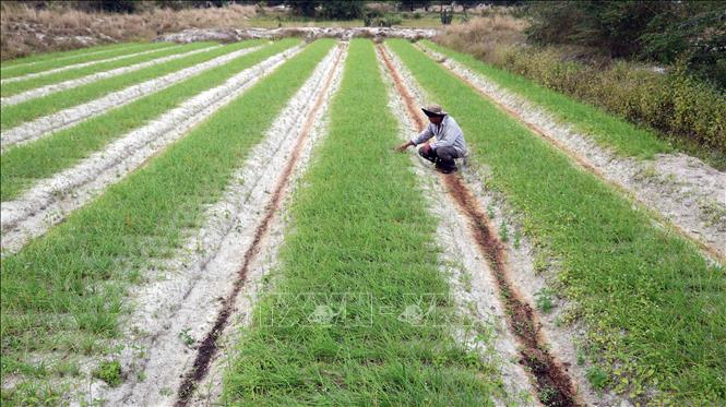 Nhiều ruộng trồng củ kiệu của người dân xã Thăng Trường vẫn chưa thu hoạch vì giá thu mua liên tục hạ. Ảnh: Đỗ Trưởng – TTXVN