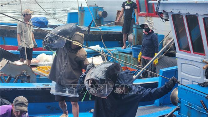 Vận chuyển cá ngừ từ tàu lên cảng cá. Ảnh: Sỹ Thắng - TTXVN