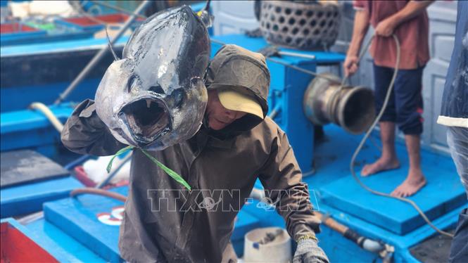 Vận chuyển cá ngừ từ tàu lên cảng cá. Ảnh: Sỹ Thắng - TTXVN
