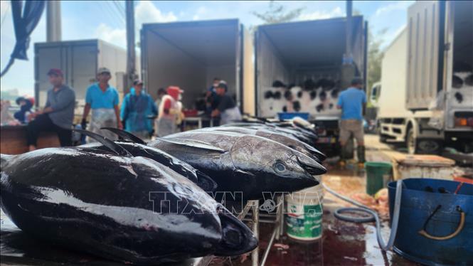 Cá ngừ được các thương lái thu mua tại cảng. Ảnh: Sỹ Thắng - TTXVN