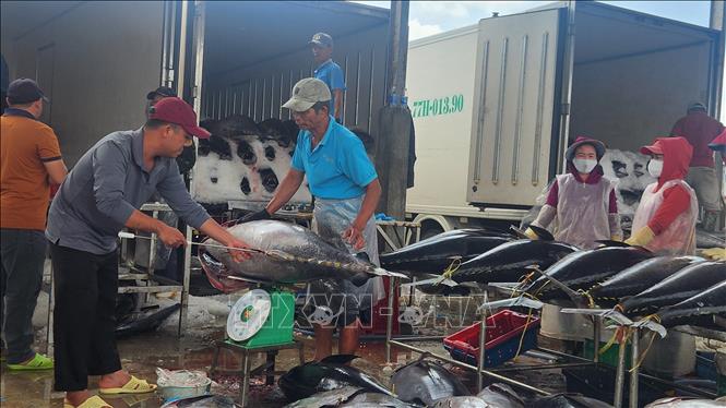 Cá ngừ được các thương lái thu mua tại cảng Ảnh: Sỹ Thắng - TTXVN