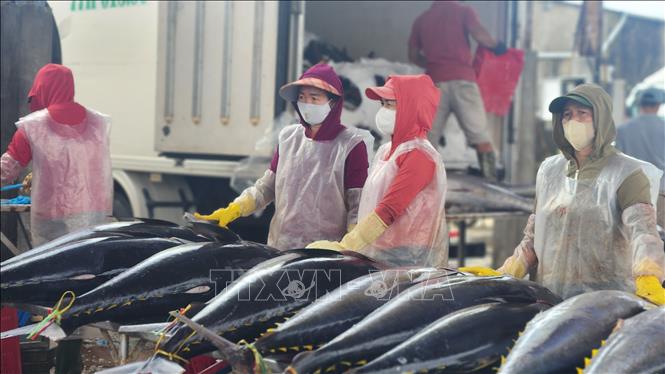 Cá ngừ được các thương lái thu mua tại cảng. Ảnh: Sỹ Thắng - TTXVN