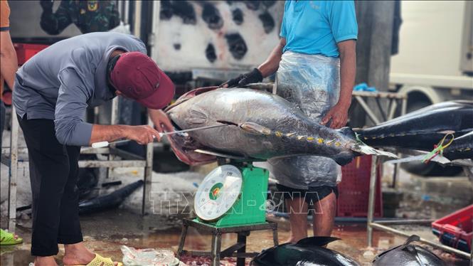 Ngư dân trúng đậm cá ngừ đại dương.Ảnh: Sỹ Thắng - TTXVN