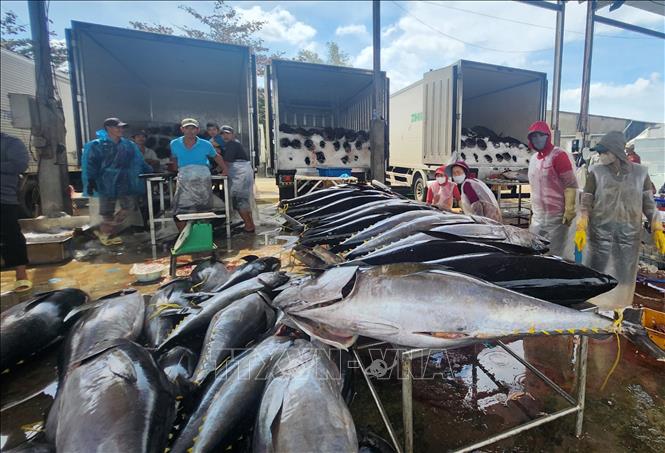 Cá ngừ được các thương lái thu mua tại cảng. Ảnh: Sỹ Thắng - TTXVN