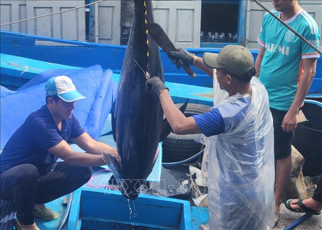 Cá ngừ được xử lý sơ trước khi xuất bán. Ảnh: Sỹ Thắng - TTXVN