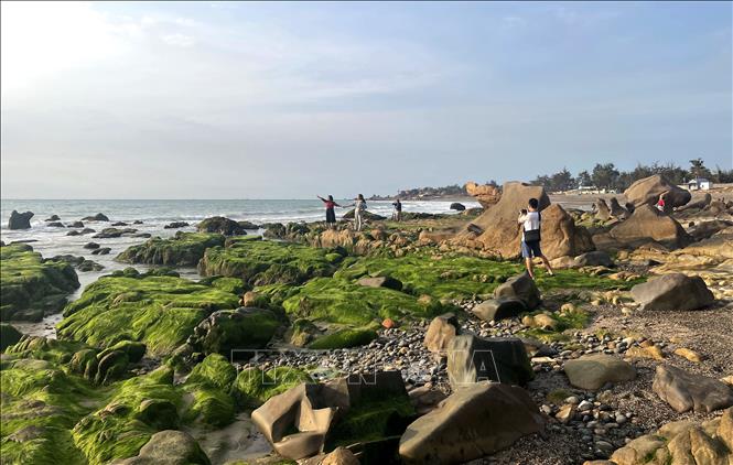 Những ngày này đông đảo du khách tìm về biển Cổ Thạch- Bình Thạnh, xã Liên Hương, tỉnh Lâm Đồng để “săn rêu”. Ảnh: Hồng Hiếu - TTXVN